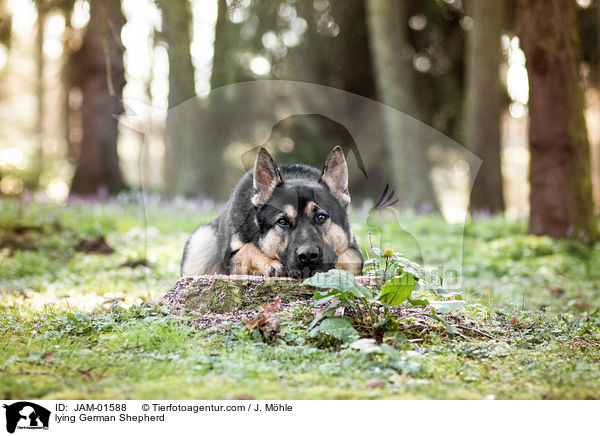 lying German Shepherd / JAM-01588