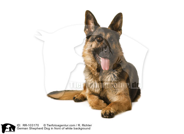 German Shepherd Dog in front of white background / RR-103170