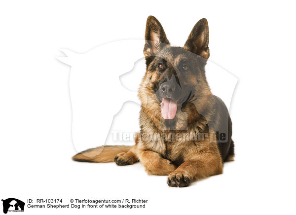 German Shepherd Dog in front of white background / RR-103174