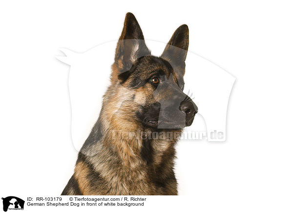 German Shepherd Dog in front of white background / RR-103179