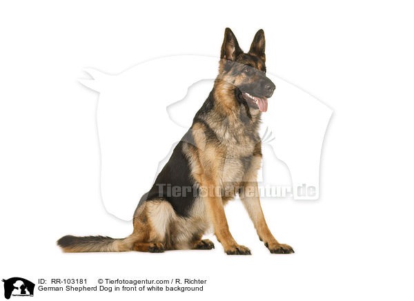 German Shepherd Dog in front of white background / RR-103181