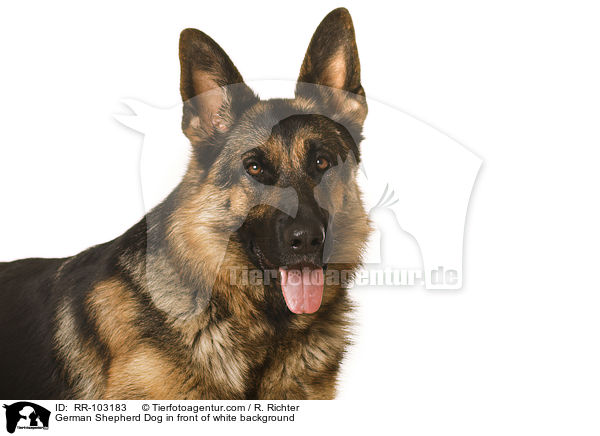 German Shepherd Dog in front of white background / RR-103183