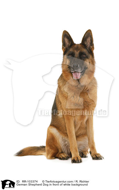 German Shepherd Dog in front of white background / RR-103374