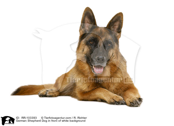 German Shepherd Dog in front of white background / RR-103393