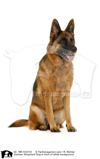 German Shepherd Dog in front of white background / RR-103418