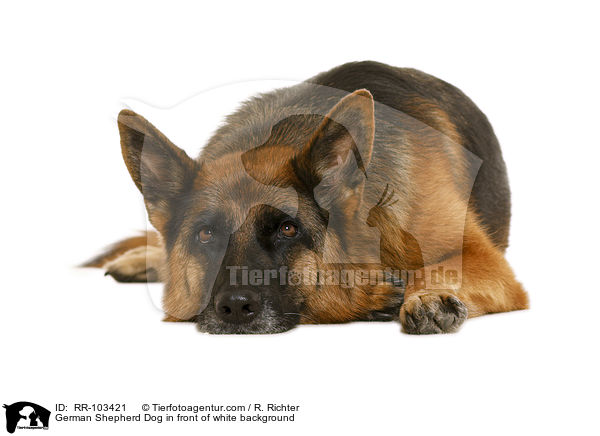 Deutscher Schferhund vor weiem Hintergrund / German Shepherd Dog in front of white background / RR-103421
