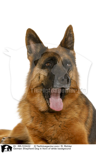 German Shepherd Dog in front of white background / RR-103422