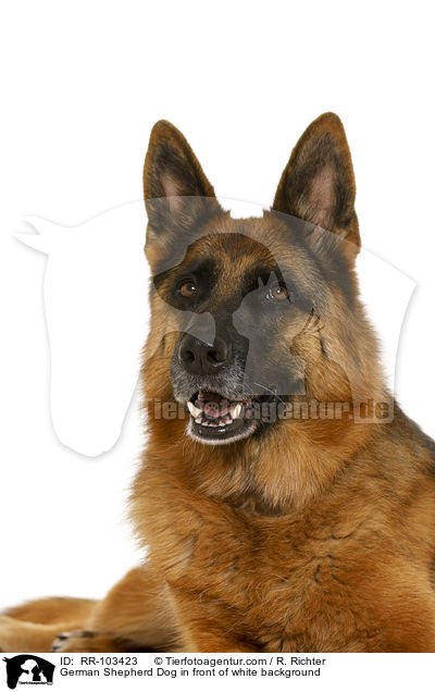 German Shepherd Dog in front of white background / RR-103423