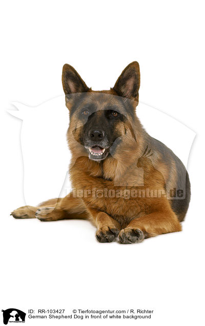 German Shepherd Dog in front of white background / RR-103427