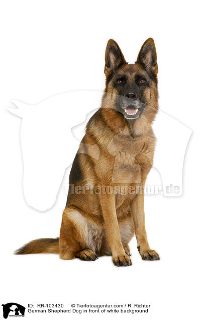German Shepherd Dog in front of white background / RR-103430