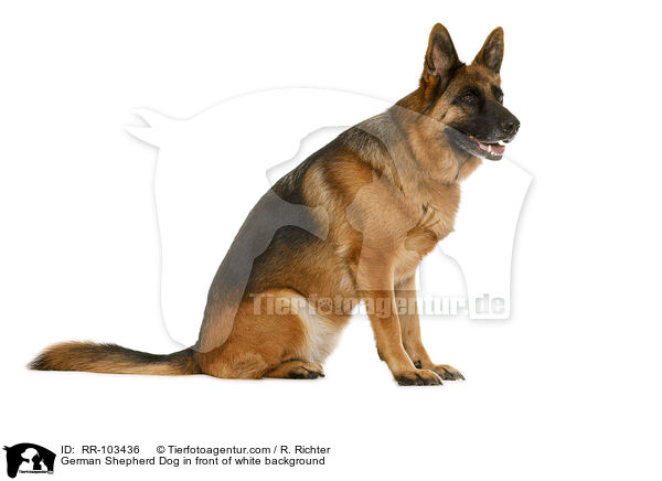 German Shepherd Dog in front of white background / RR-103436