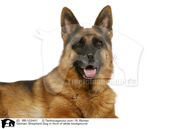 German Shepherd Dog in front of white background / RR-103441