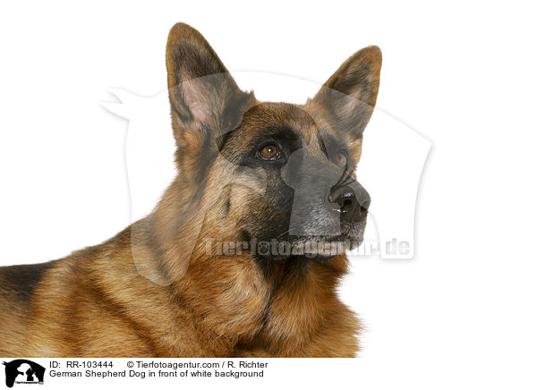 German Shepherd Dog in front of white background / RR-103444