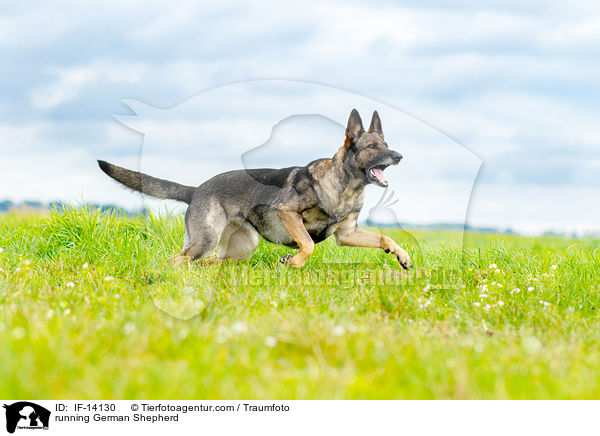 rennender Deutscher Schferhund / running German Shepherd / IF-14130