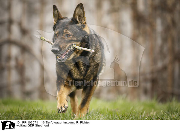 walking GDR Shepherd / RR-103671