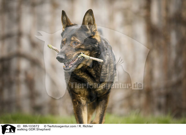 laufender Deutscher Schferhund DDR / walking GDR Shepherd / RR-103672
