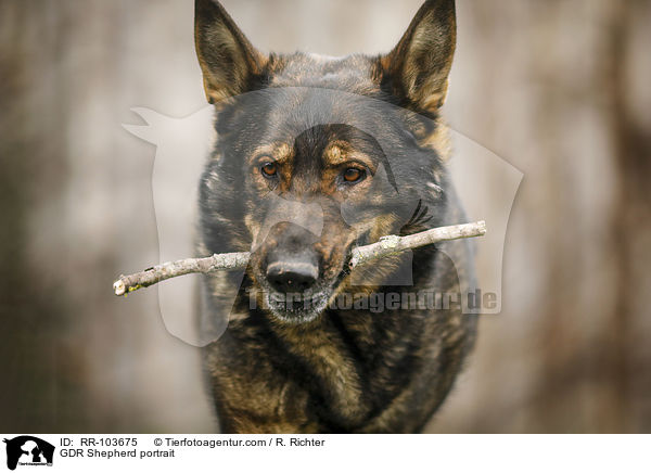 Deutscher Schferhund DDR Portrait / GDR Shepherd portrait / RR-103675