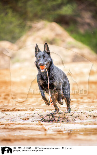 spielender Deutscher Schferhund / playing German Shepherd / MAH-01961