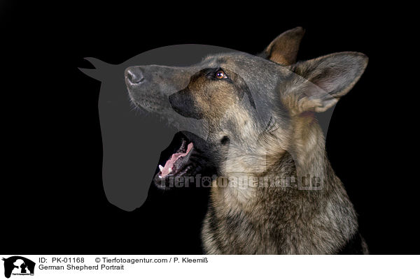 Deutscher Schferhund Portrait / German Shepherd Portrait / PK-01168