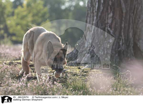 laufender Deutscher Schferhund / walking German Shepherd / JM-02674