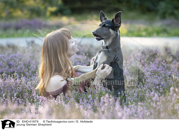 young German Shepherd / EHO-01879