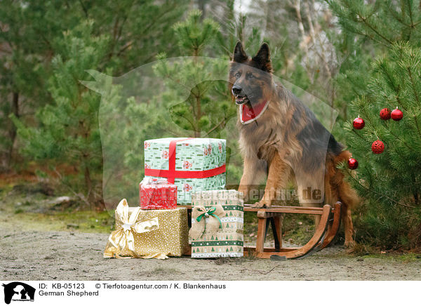 Deutscher Schferhund / German Shepherd / KB-05123