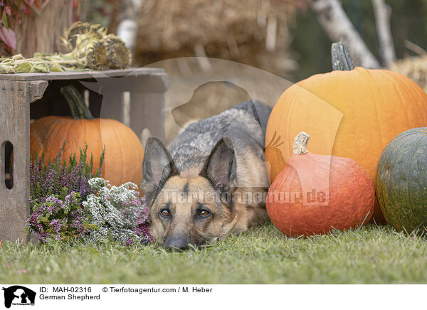 Deutscher Schferhund / German Shepherd / MAH-02316