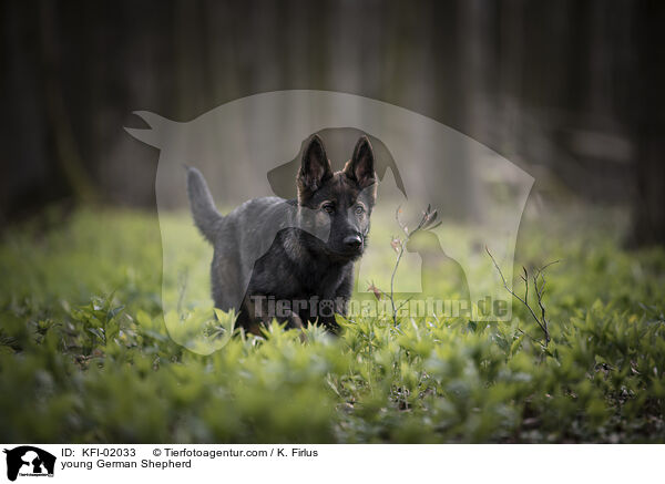 young German Shepherd / KFI-02033