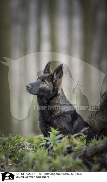 young German Shepherd / KFI-02037