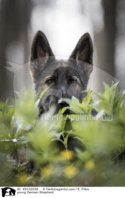 young German Shepherd / KFI-02038
