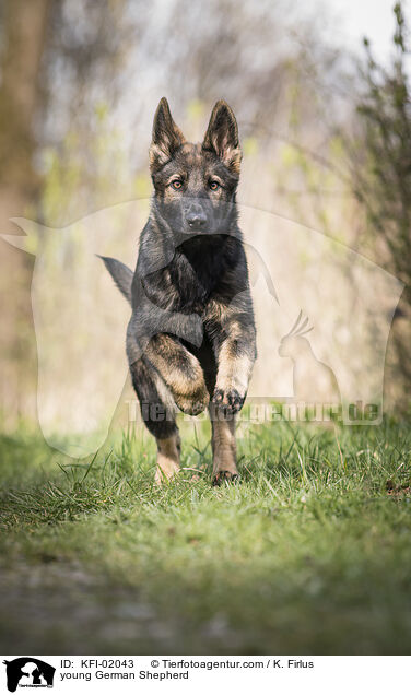 young German Shepherd / KFI-02043