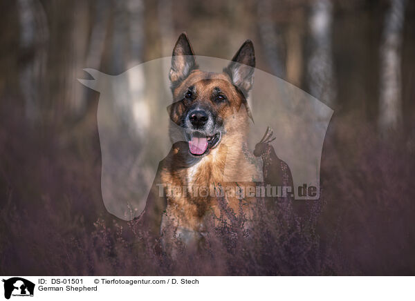 German Shepherd / DS-01501