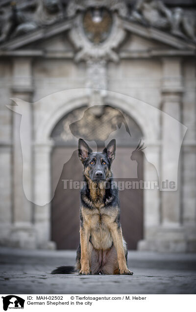 Deutscher Schferhund in der Stadt / German Shepherd in the city / MAH-02502