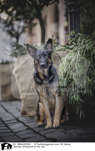 German Shepherd in the city / MAH-02504