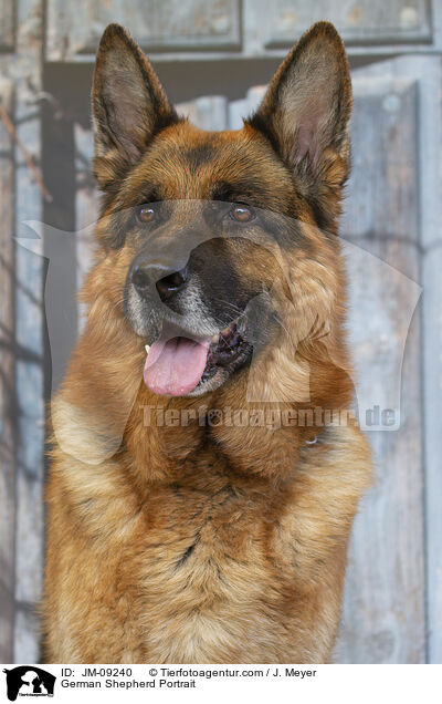 German Shepherd Portrait / JM-09240