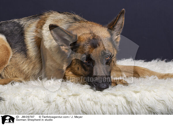 German Shepherd in studio / JM-09787