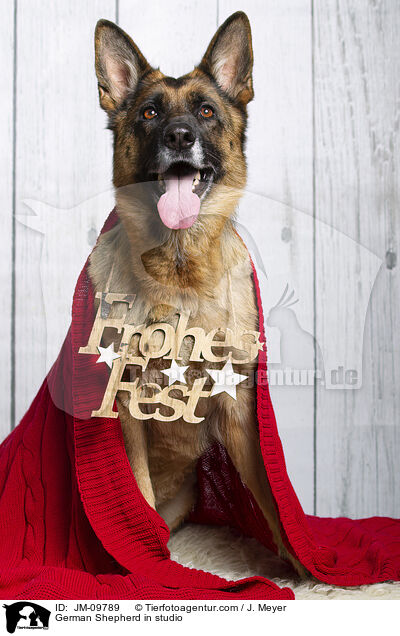 Deutscher Schferhund im Studio / German Shepherd in studio / JM-09789