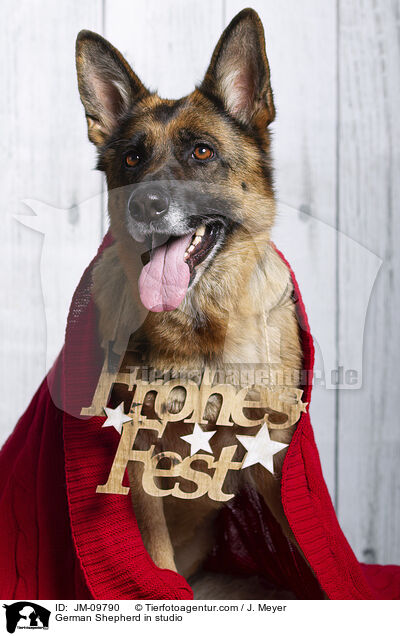 German Shepherd in studio / JM-09790