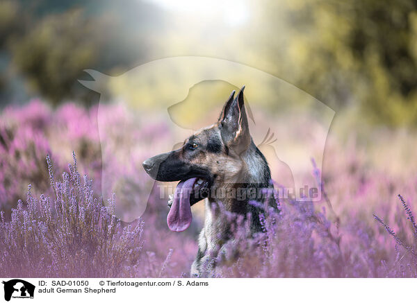 adult German Shepherd / SAD-01050