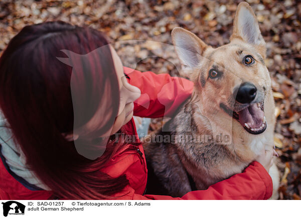 adult German Shepherd / SAD-01257