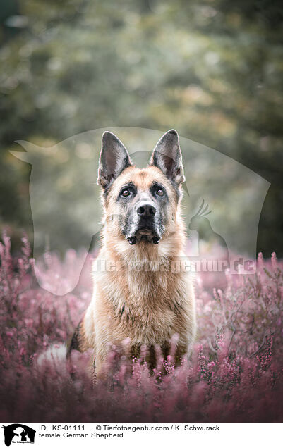 female German Shepherd / KS-01111