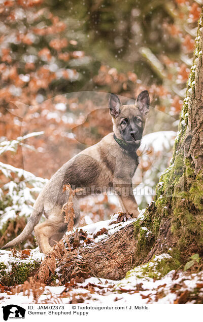 German Shepherd Puppy / JAM-02373