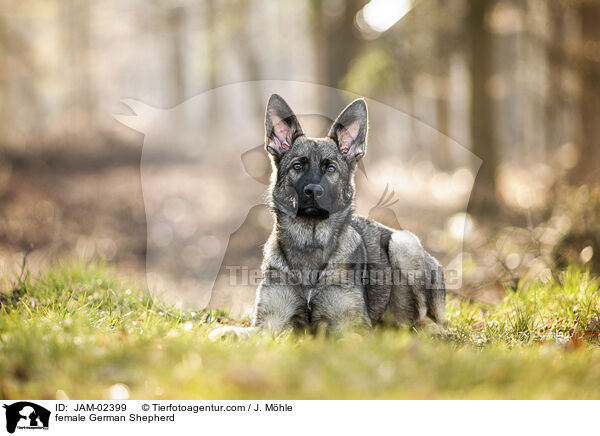 female German Shepherd / JAM-02399