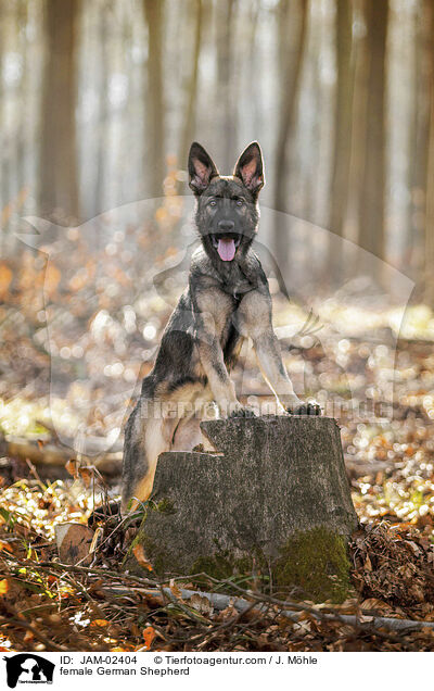 female German Shepherd / JAM-02404