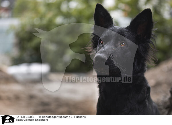 black German Shepherd / LH-02368