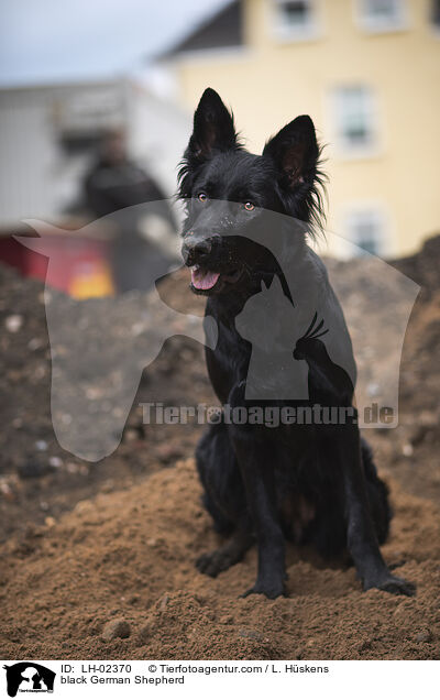black German Shepherd / LH-02370