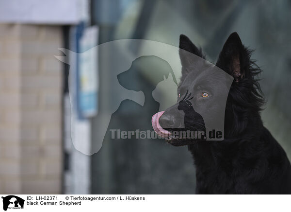 black German Shepherd / LH-02371