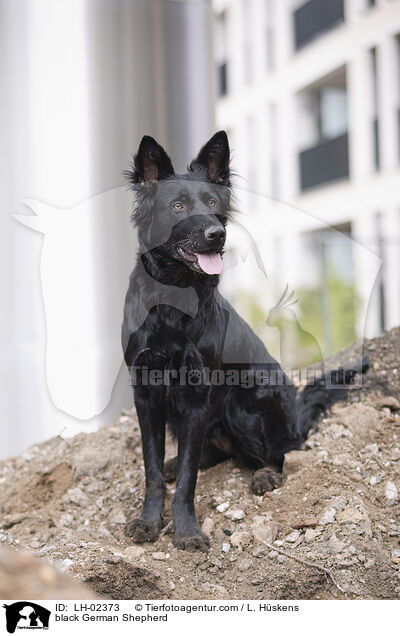 black German Shepherd / LH-02373
