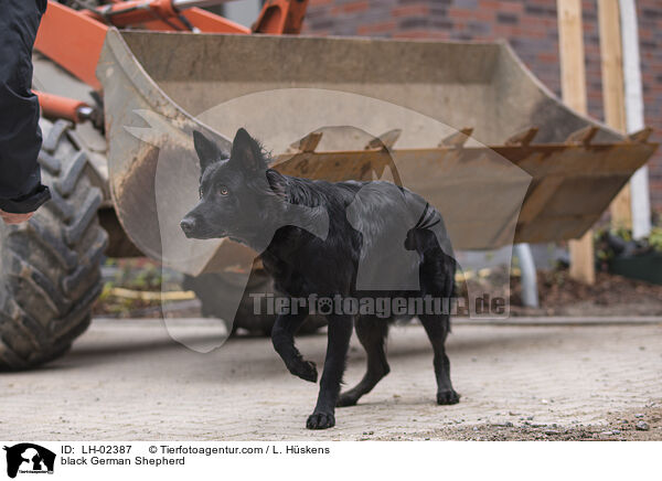 black German Shepherd / LH-02387