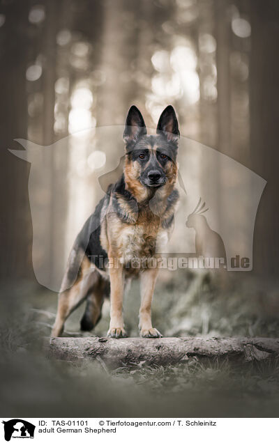 adult German Shepherd / TAS-01101